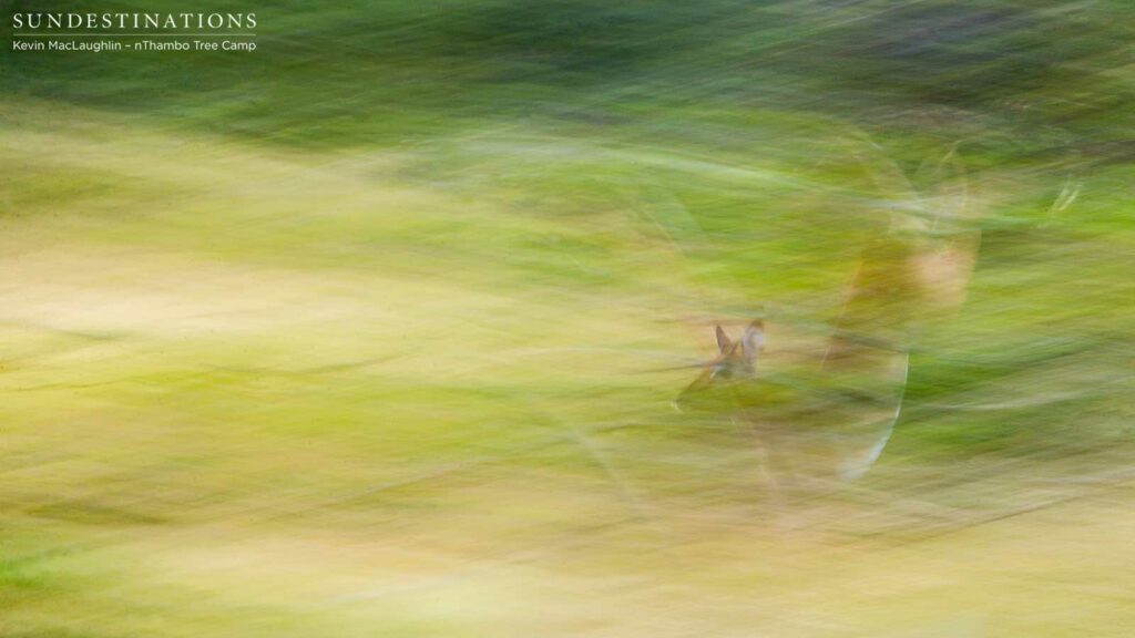 Speed and agility are key components to surviving a world in which you are the hunted Speed and agility are key components to surviving a world in which you are the hunted