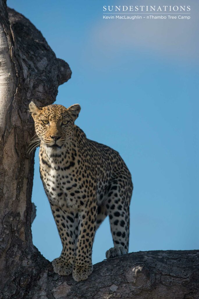 Grace and elegance depicted in the sleek and streamlined huntress, Cleo the leopard Grace and elegance depicted in the sleek and streamlined huntress, Cleo the leopard