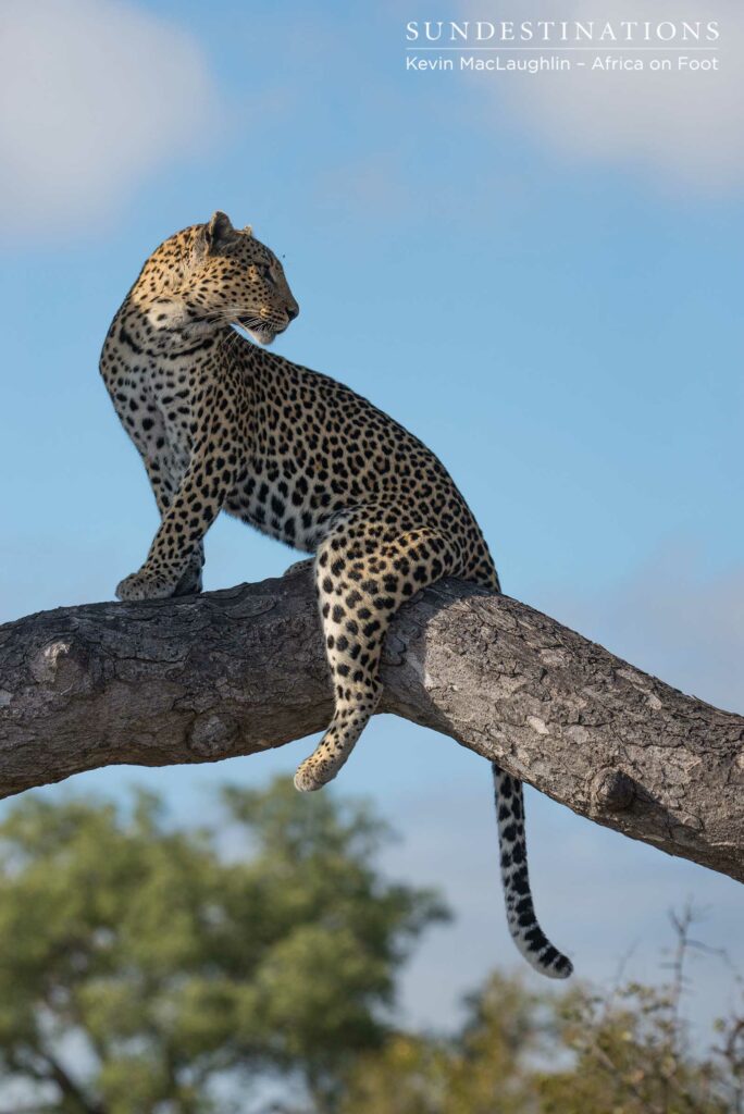 Agility and balance, innately born into the exquisite leopardess, Cleo Agility and balance, innately born into the exquisite leopardess, Cleo