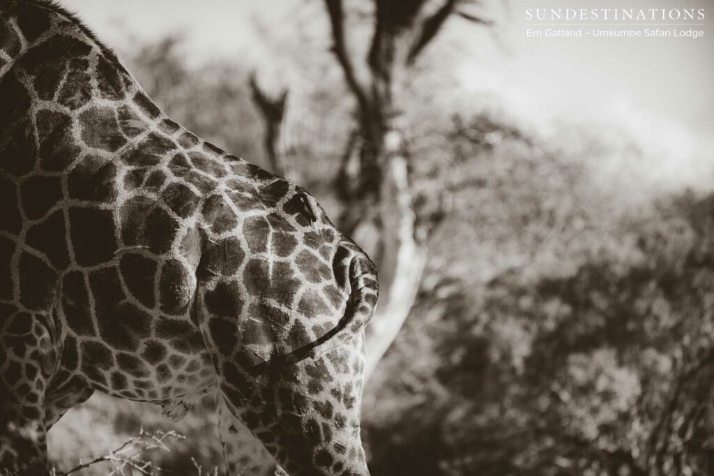 Patterns forever emblematic of a safari Patterns forever emblematic of a safari