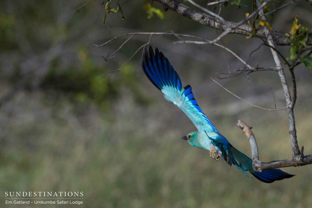 A brush of bright blue paints the flight path of a European roller A brush of bright blue paints the flight path of a European roller