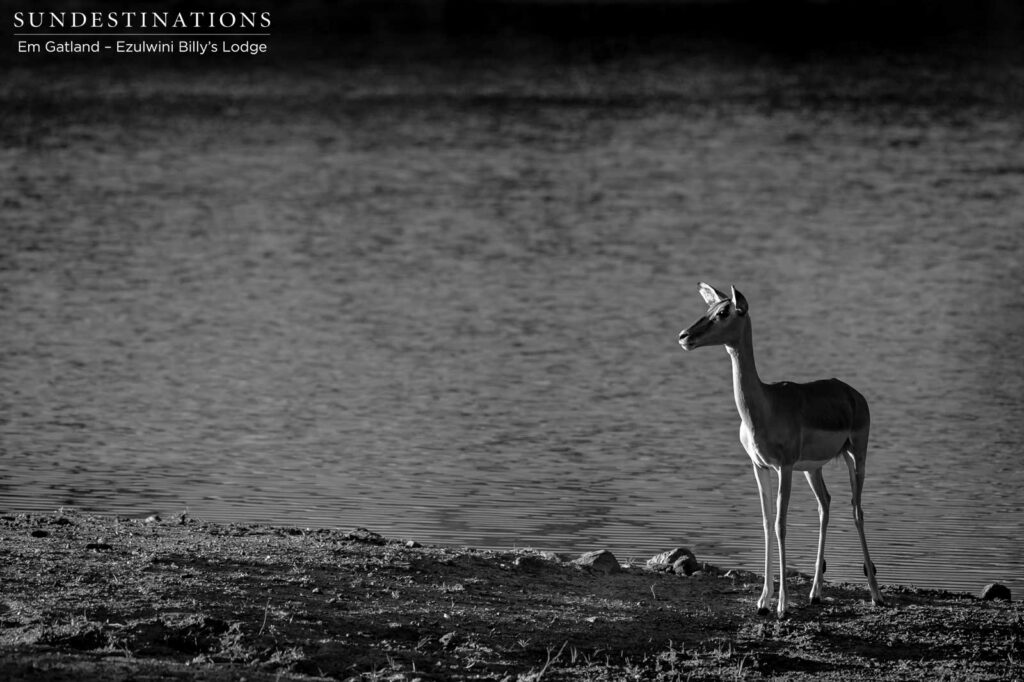 Nervous energy surrounds this impala ewe as she drinks, alone, at a vast waterhole Nervous energy surrounds this impala ewe as she drinks, alone, at a vast waterhole