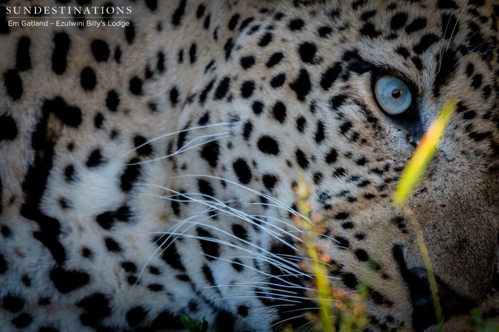 Chavaluthu holds his rapt audience under his spell with one look from his iceberg-blue eyes Chavaluthu holds his rapt audience under his spell with one look from his iceberg-blue eyes