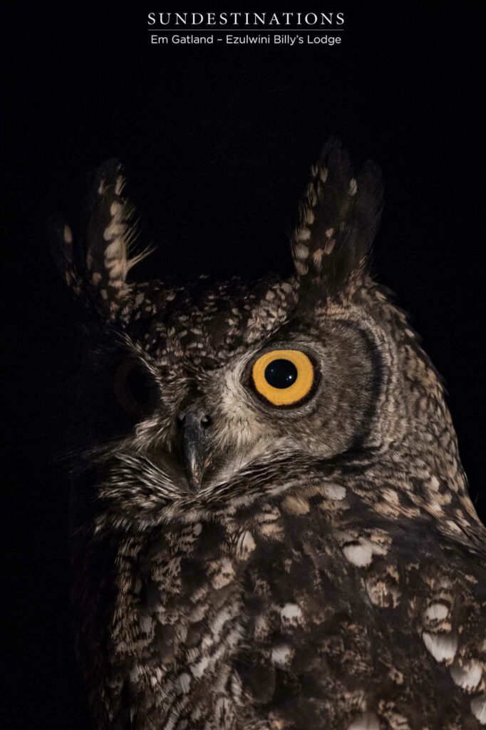 Alert, punishing - the spotted eagle owl is a night hunter with military precision Alert, punishing - the spotted eagle owl is a night hunter with military precision
