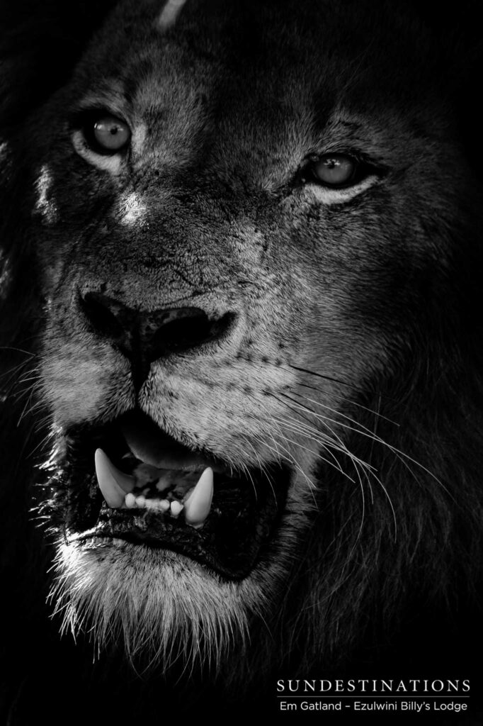 Arrogance painted all over a king's handsome face Arrogance painted all over a king's handsome face