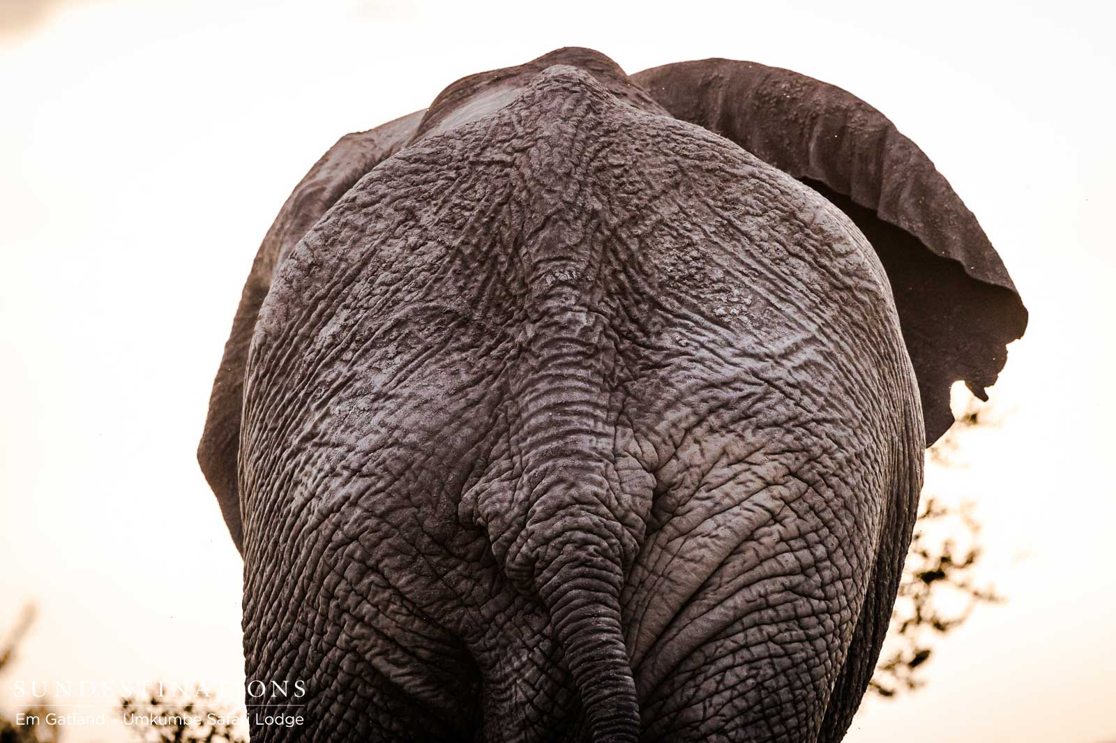 Elephant Rear