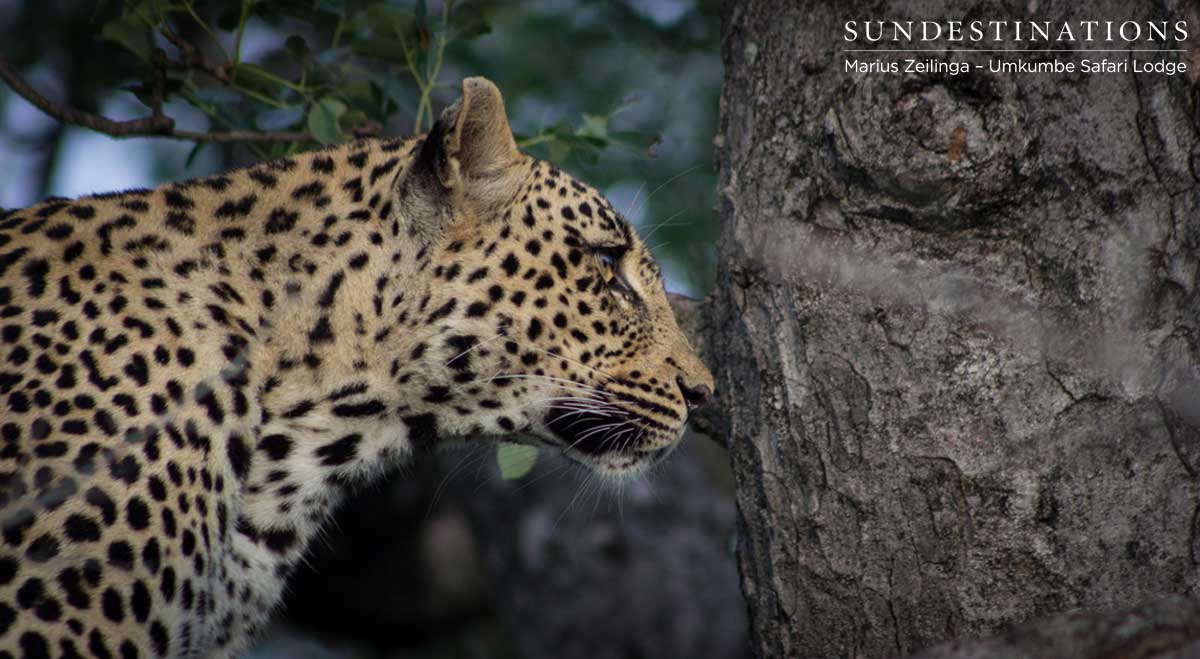 Tatowa Umkumbe Sabi Sand