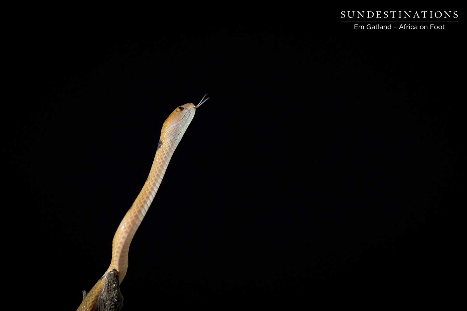 Tiger Snake South Africa