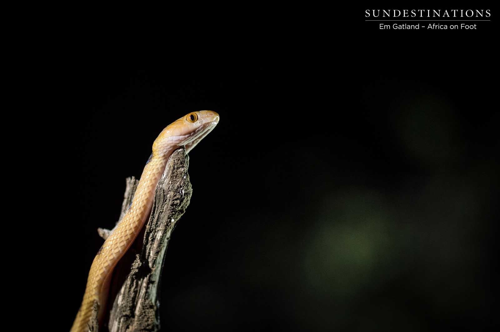 Tiger Snake Emerging