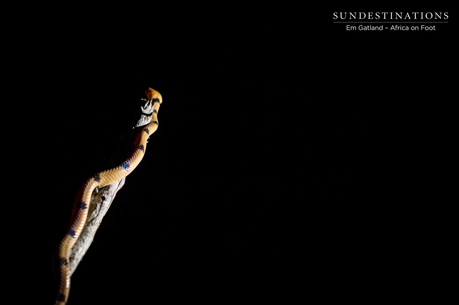 Common Tiger Snake Klaserie