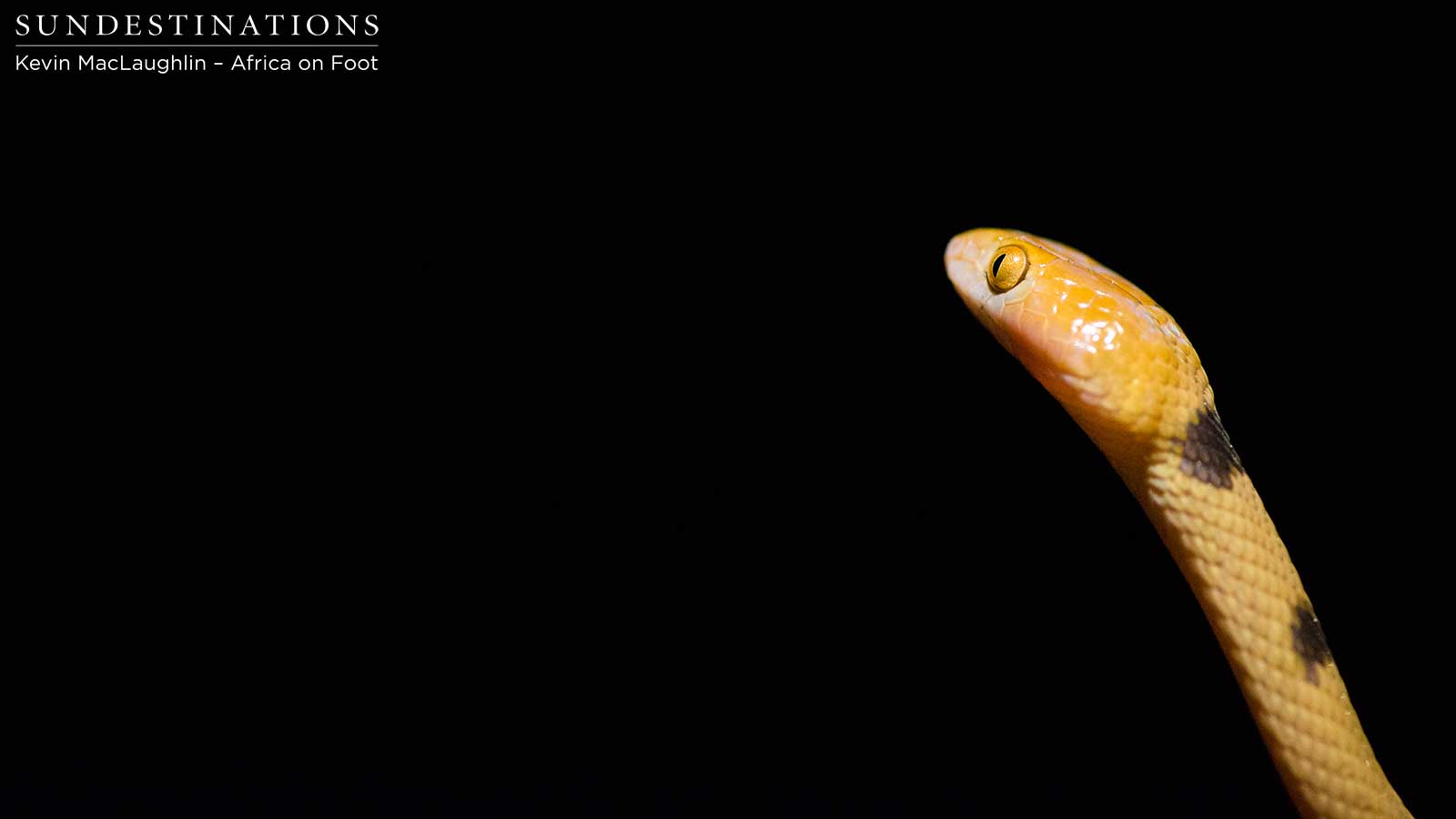 Eastern/common Tiger Snake