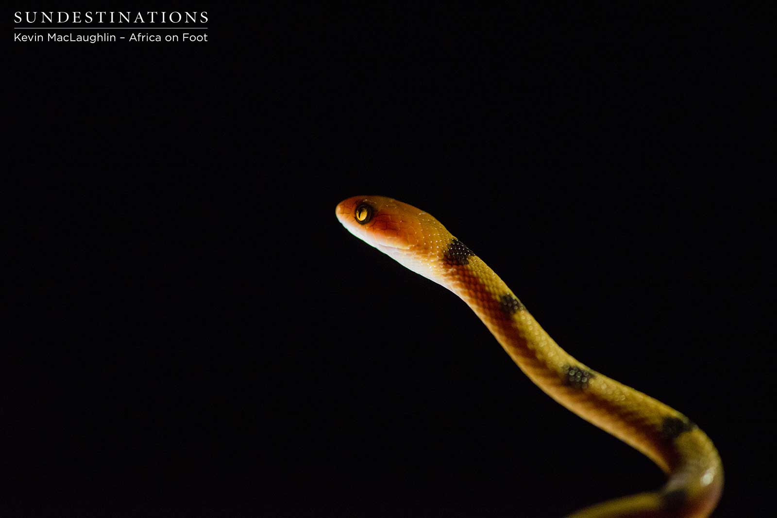 Klaserie Tiger Snake