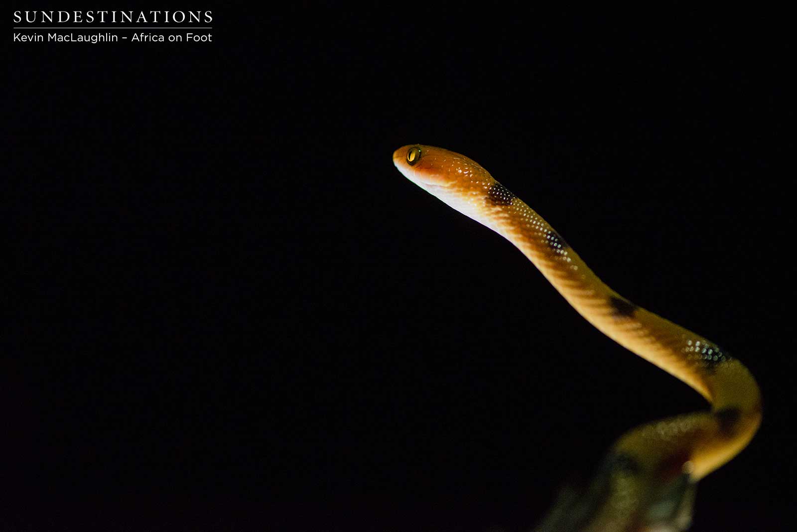 Africa on Foot Tiger Snake