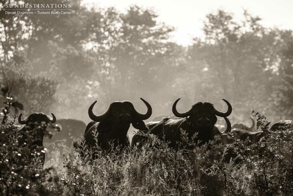 Buffalo in the Light