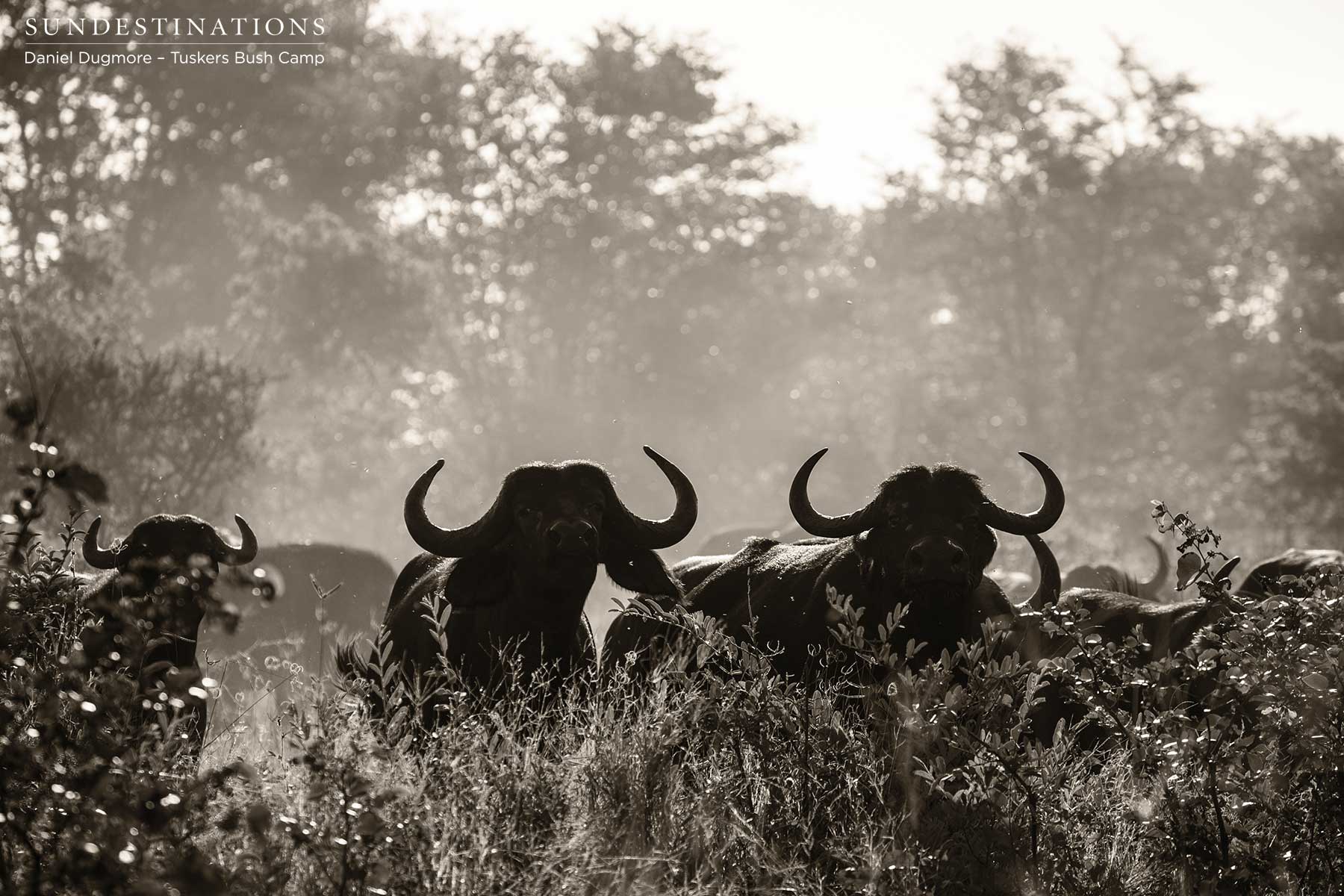 Buffalo in the Light