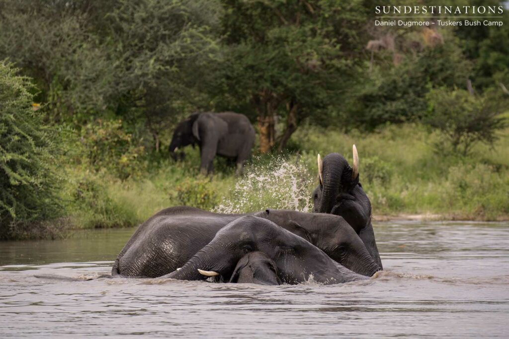 Joy, as expressed by the elephants Joy, as expressed by the elephants