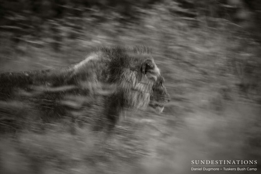 Power and purpose emanating from the king of beasts Power and purpose emanating from the king of beasts