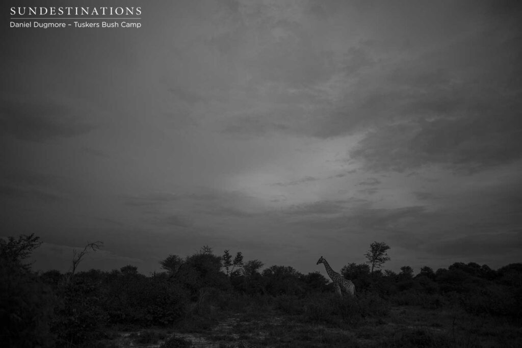A lush landscape hiding hundreds of heartbeats, while only the tallest mammal is visible A lush landscape hiding hundreds of heartbeats, while only the tallest mammal is visible