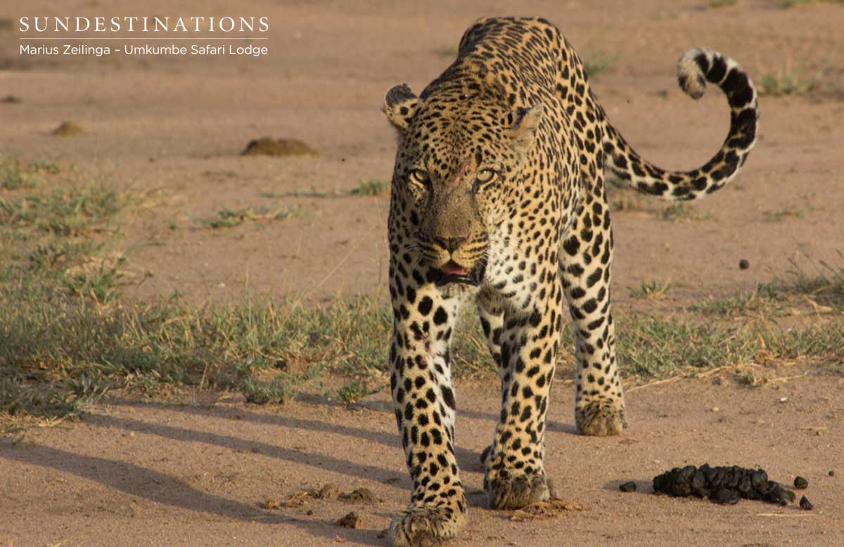 Bicycle Crossing Leopard