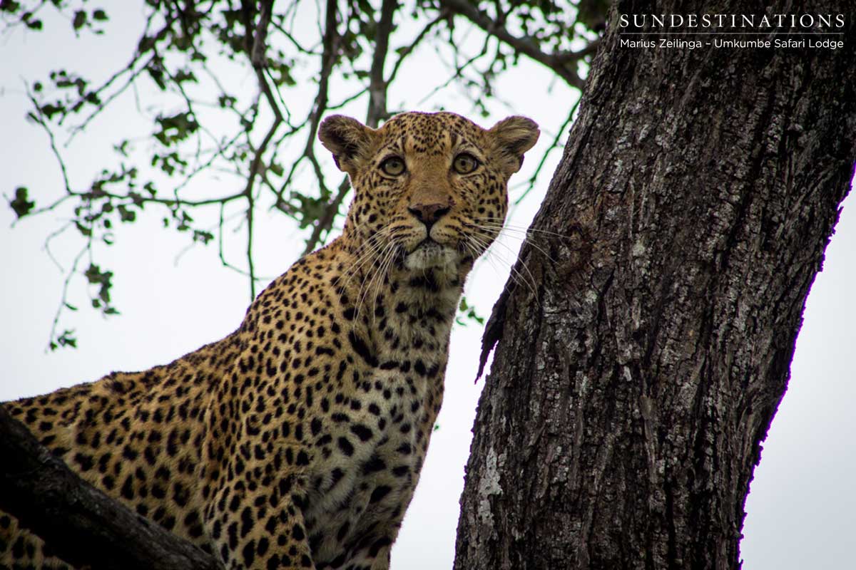 White Dam from Umkumbe