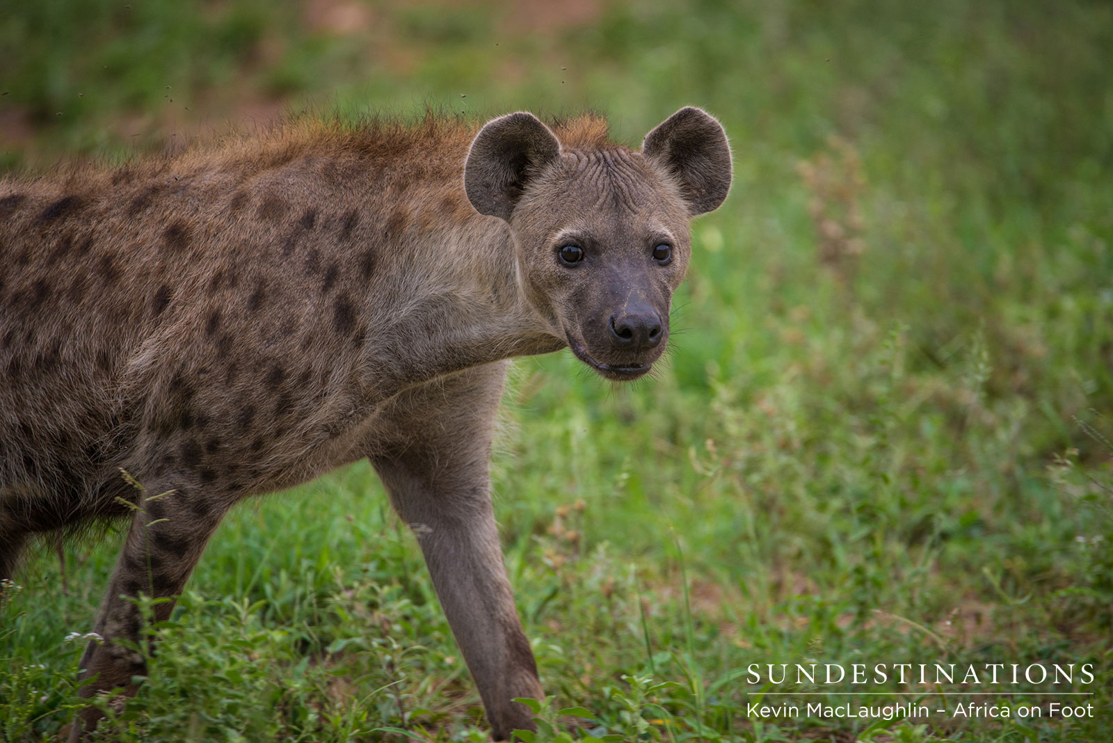 Hyena at Africa on Foot
