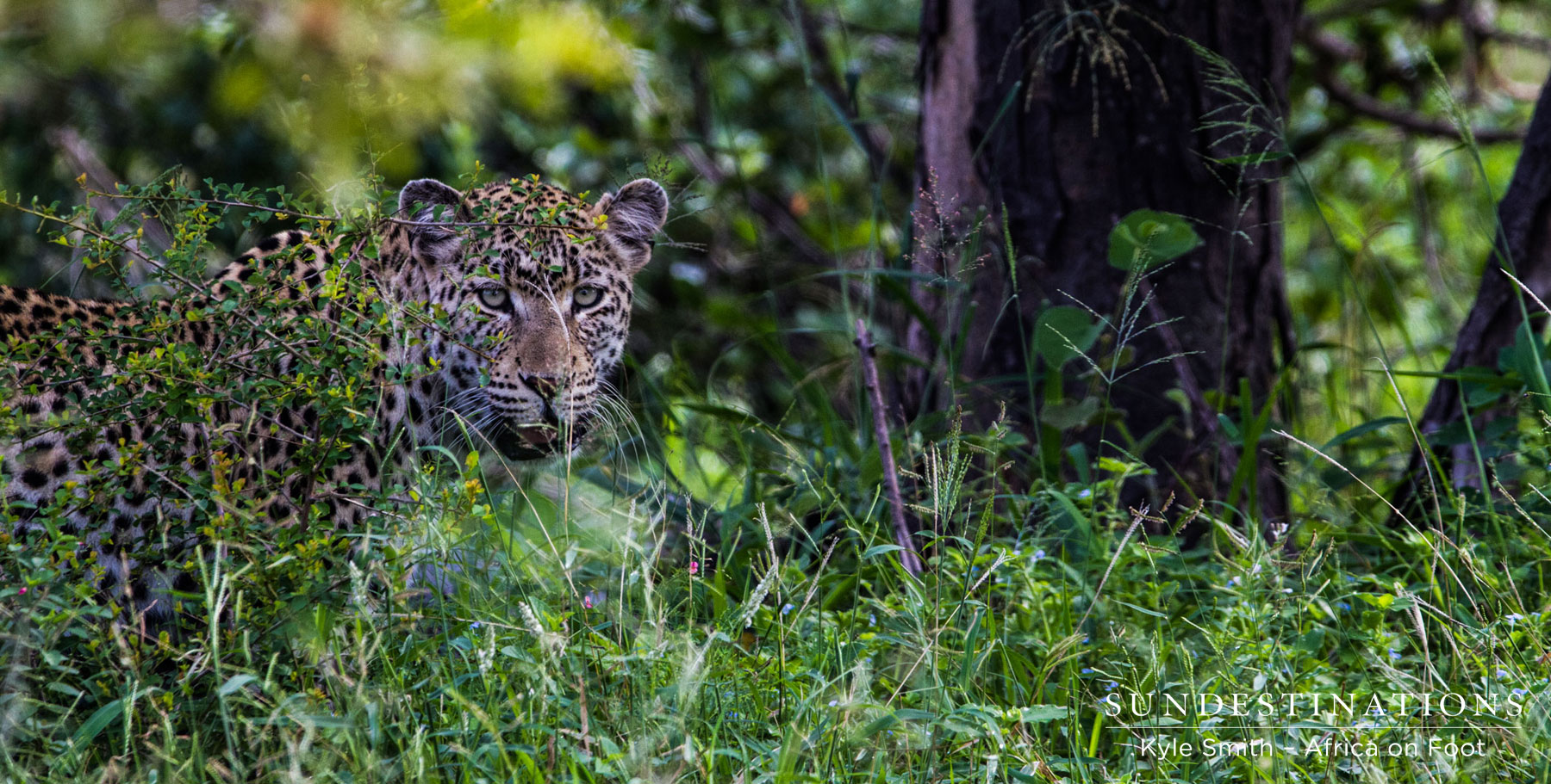 Leopard at Africa on Foot
