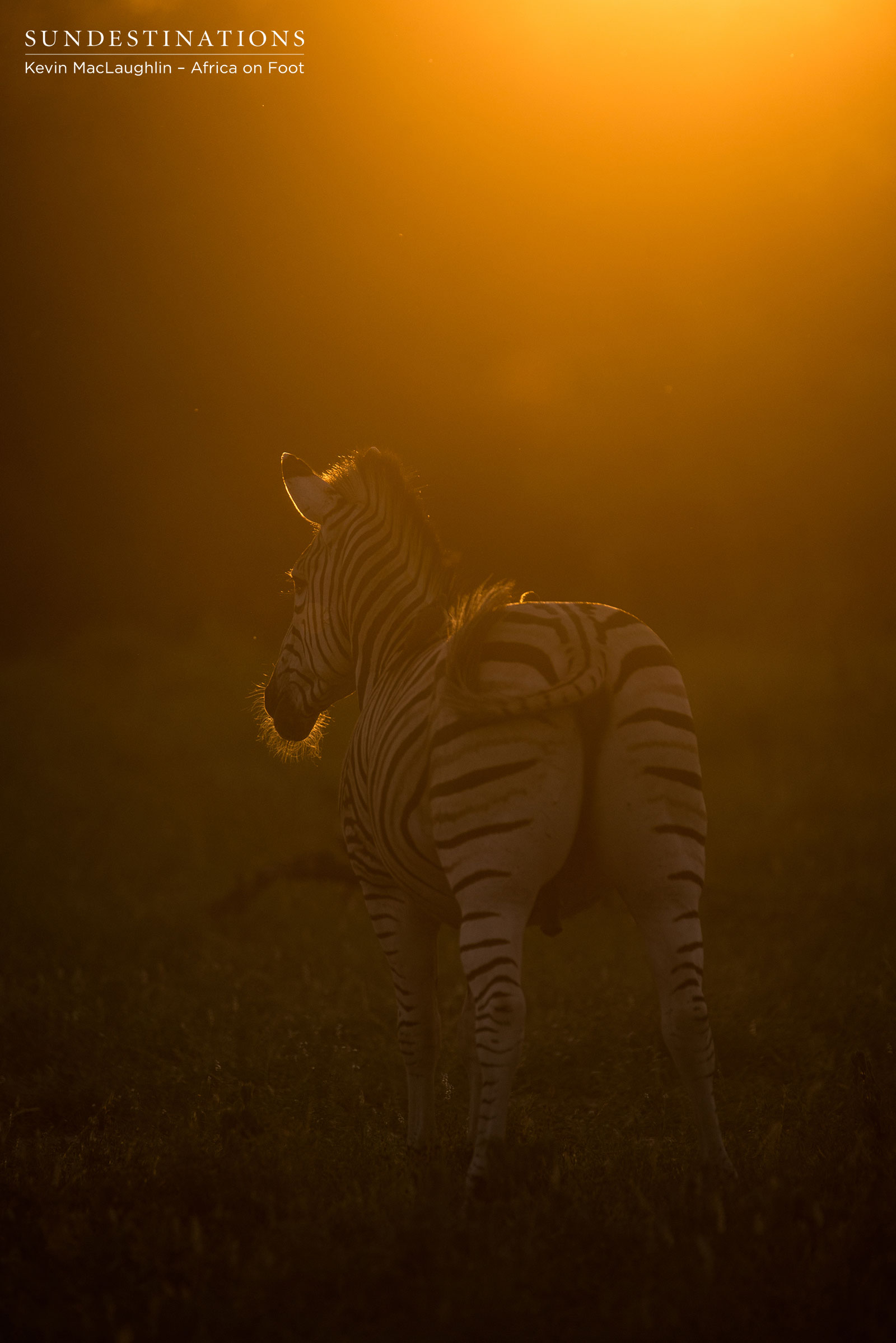 Africa on Foot Zebra