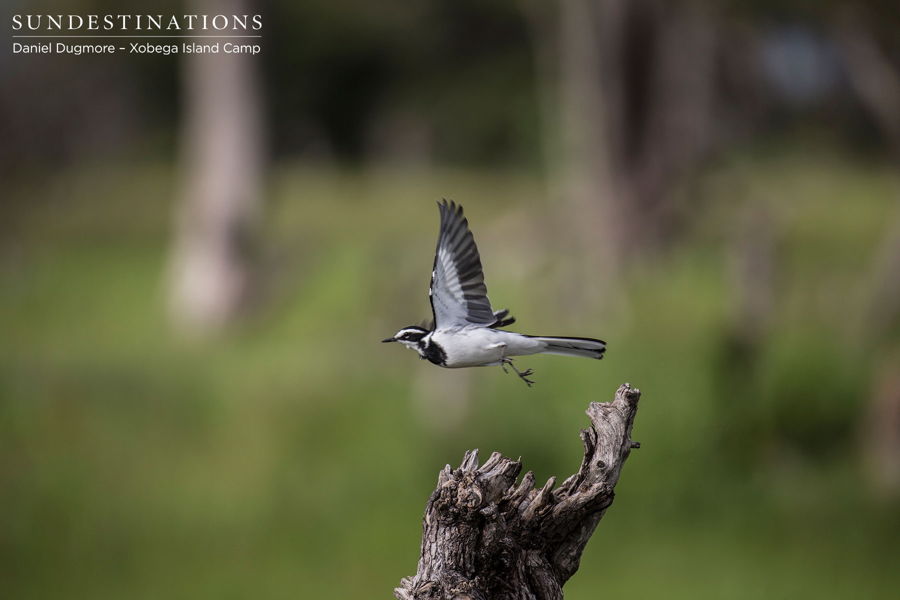 African Pied Wagtail