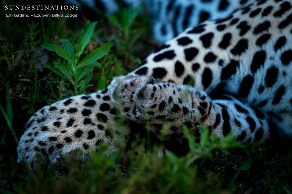 Chavaluthu Leopard Paw