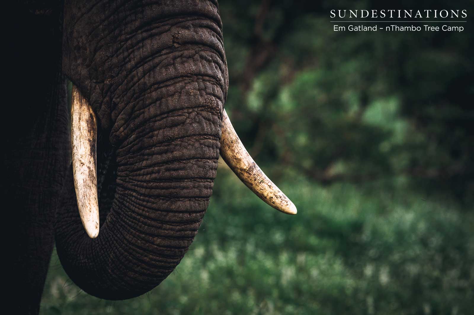 nThambo Elephant Klaserie nThambo Elephant Klaserie
