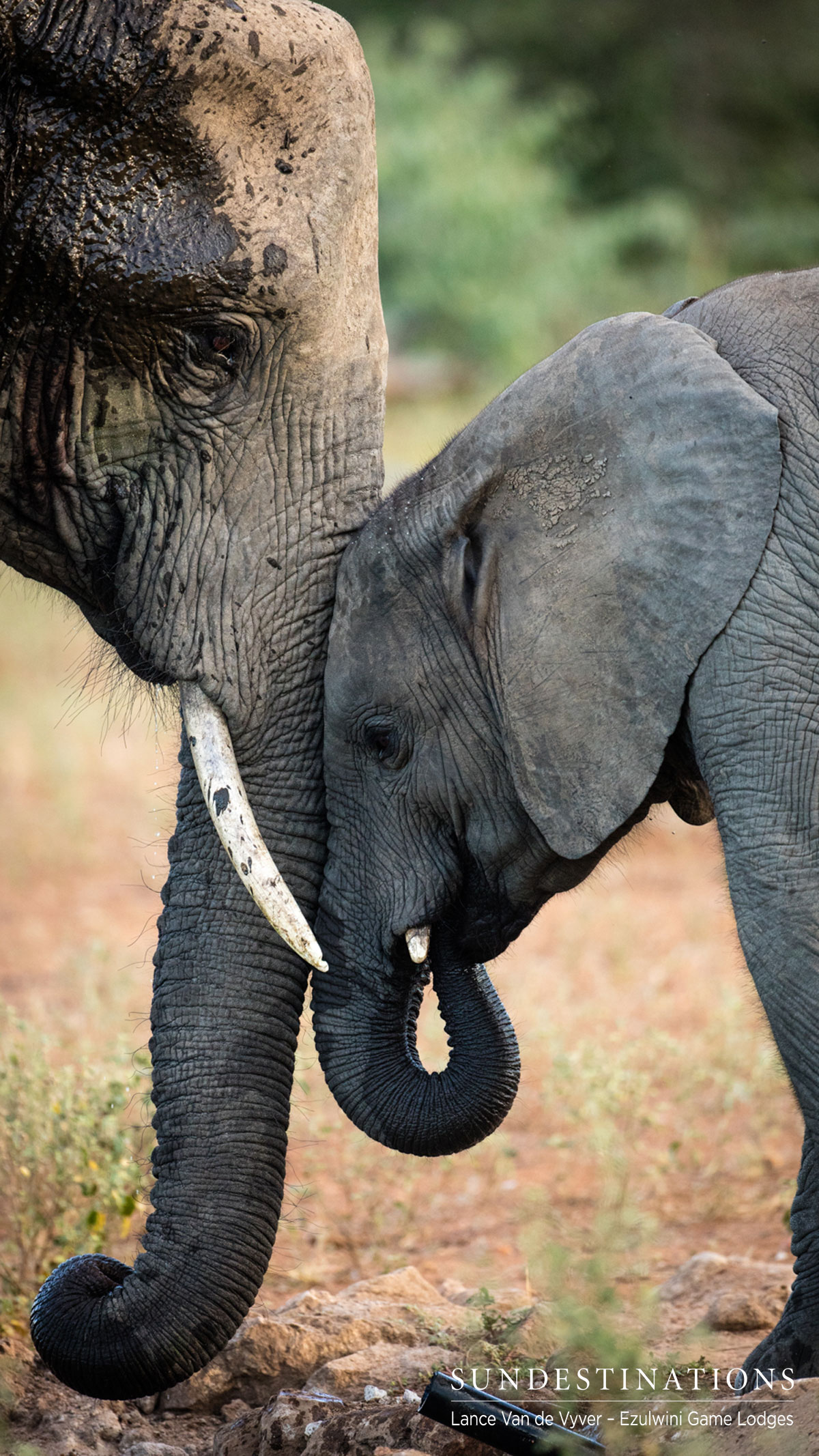 Elephants at Ezulwini Game Lodges