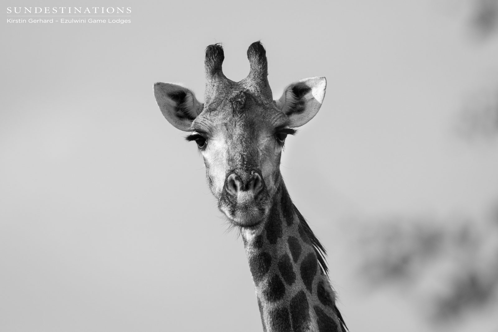 Giraffe at Ezulwini Game Lodges