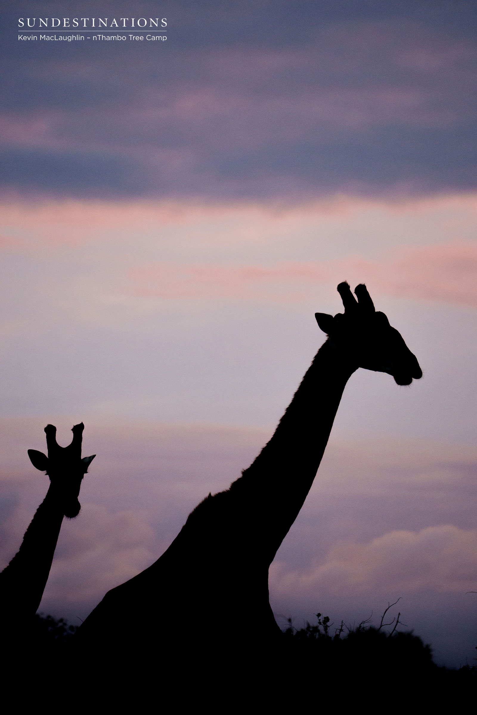 Giraffe nThambo Tree Camp