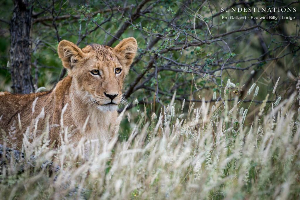 Lion Cubs in Balule