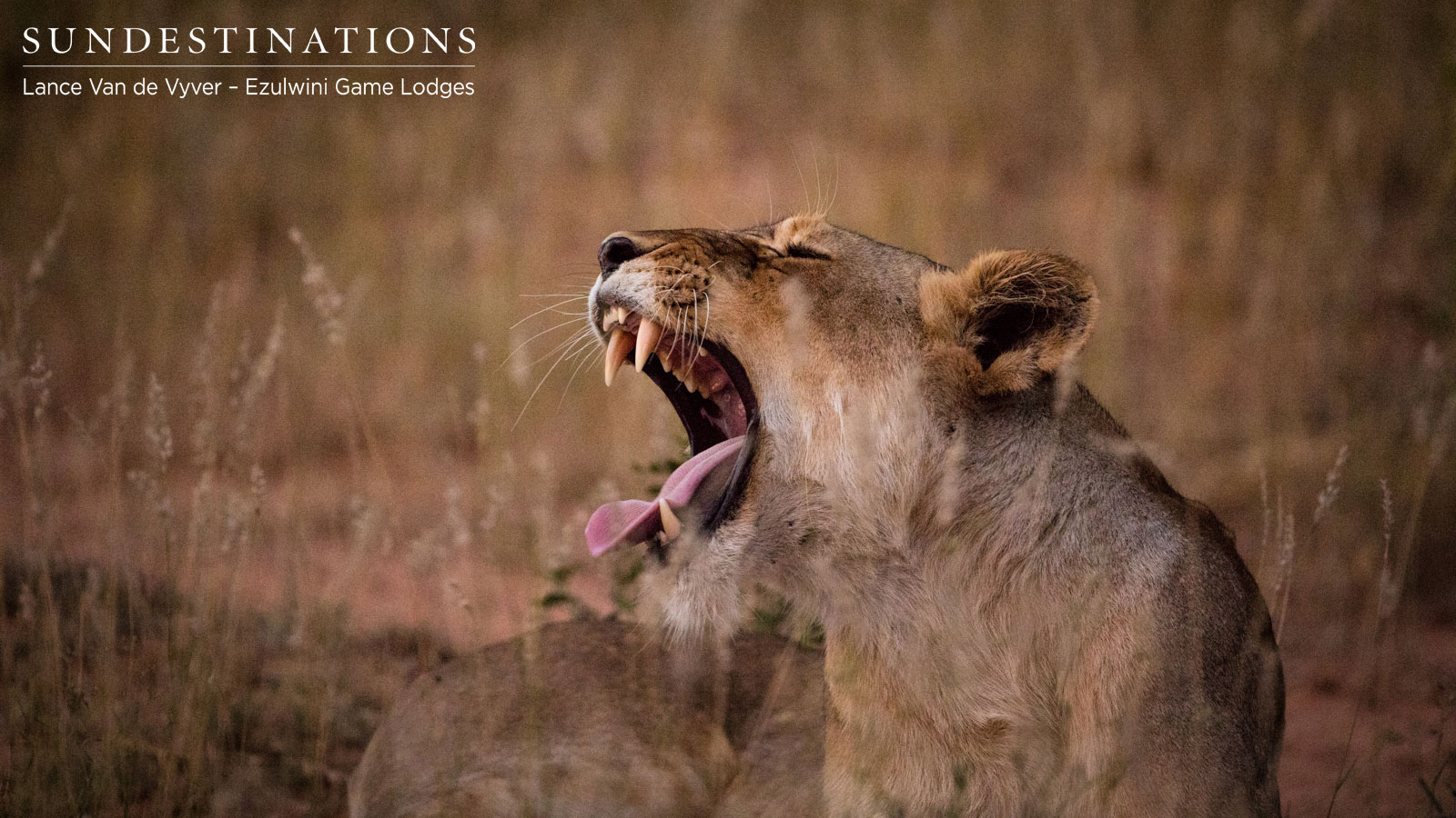 Lions of the Balule
