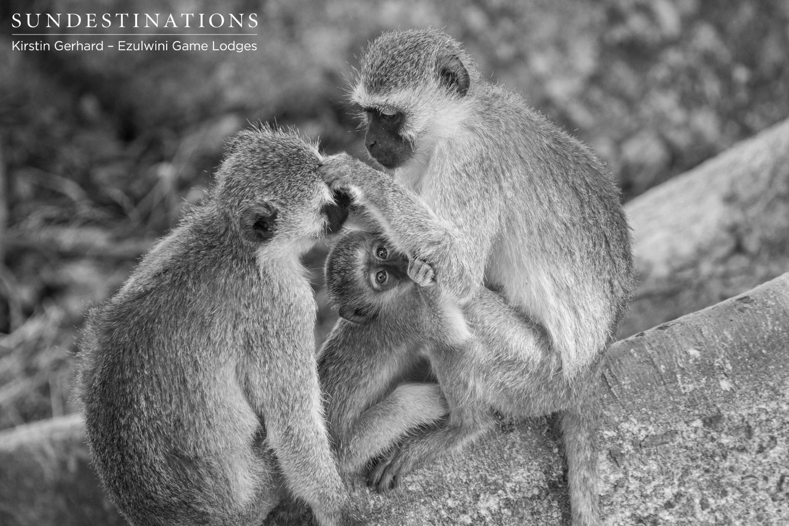 Vervet Monkeys in Balule Nature Reserve