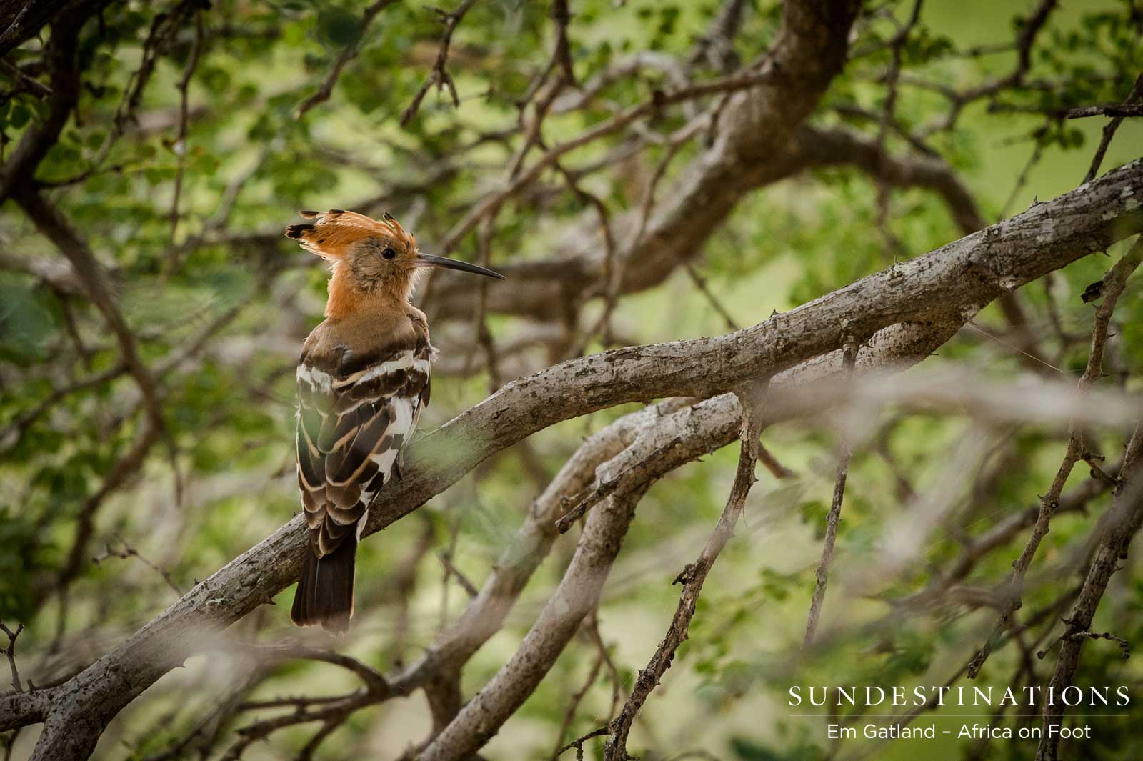 African Hoopoe in Klaserie African Hoopoe in Klaserie