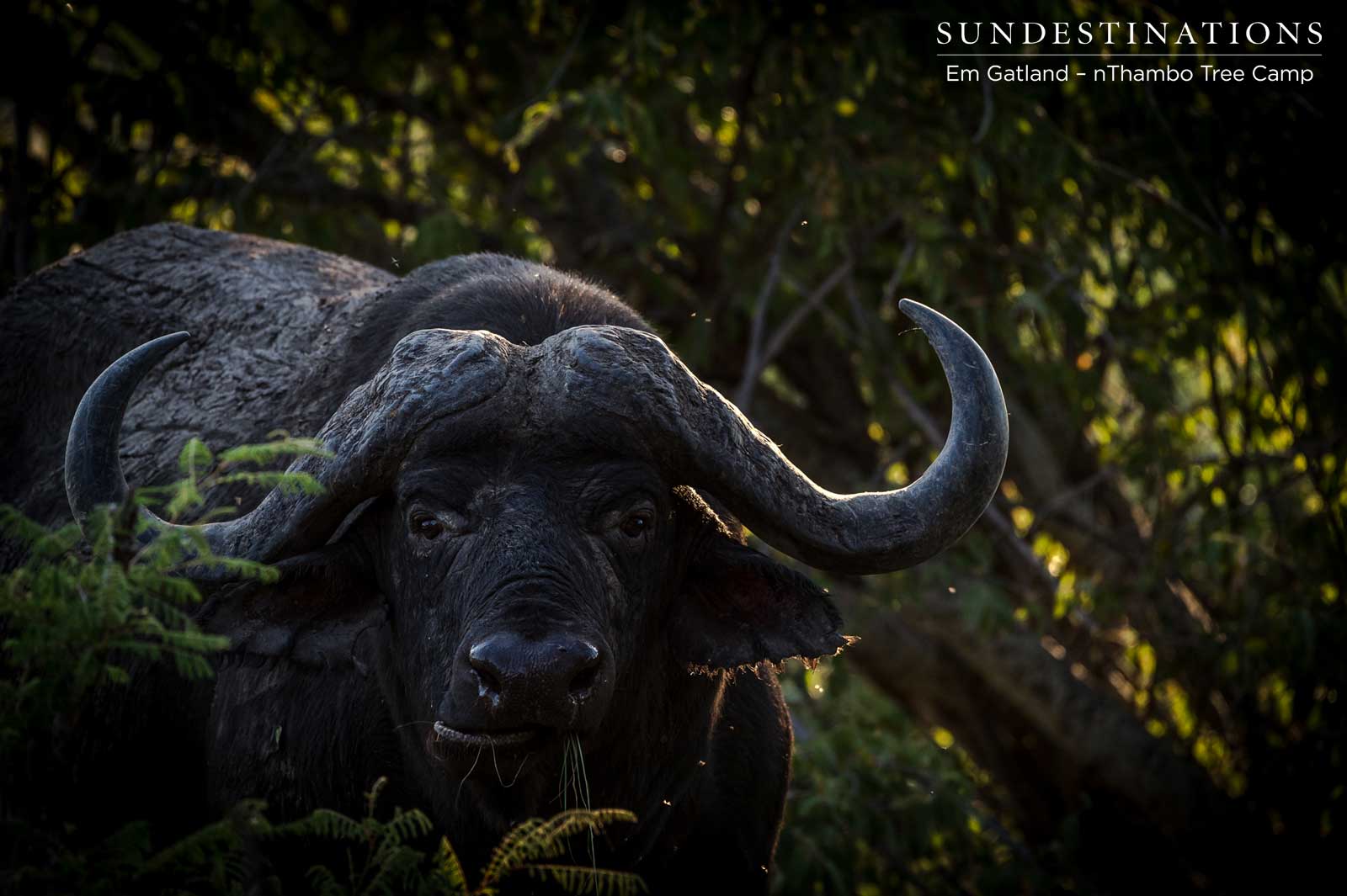 Buffalo nThambo Tree Camp Buffalo nThambo Tree Camp