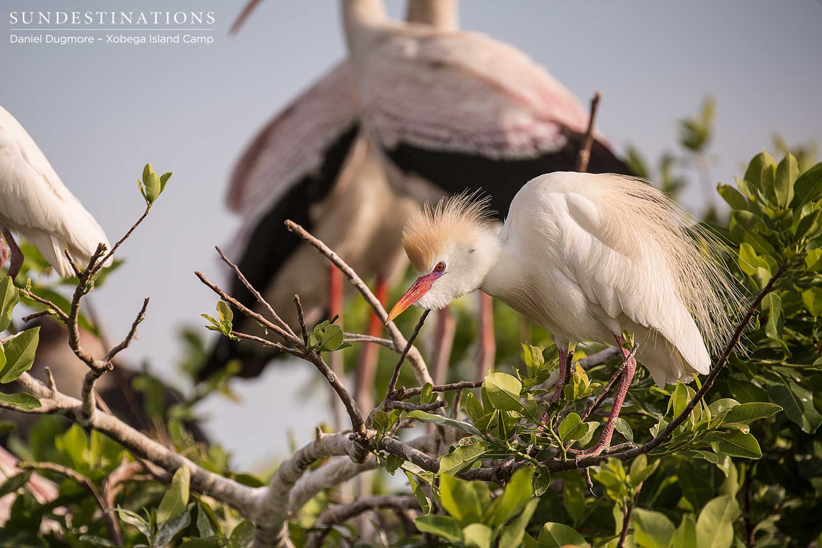 Cattle Egret Xobega Cattle Egret Xobega