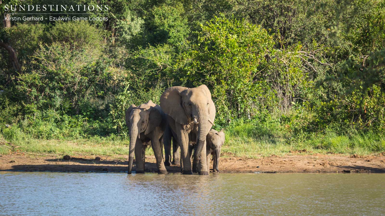Ezulwini Elephants Ezulwini Elephants