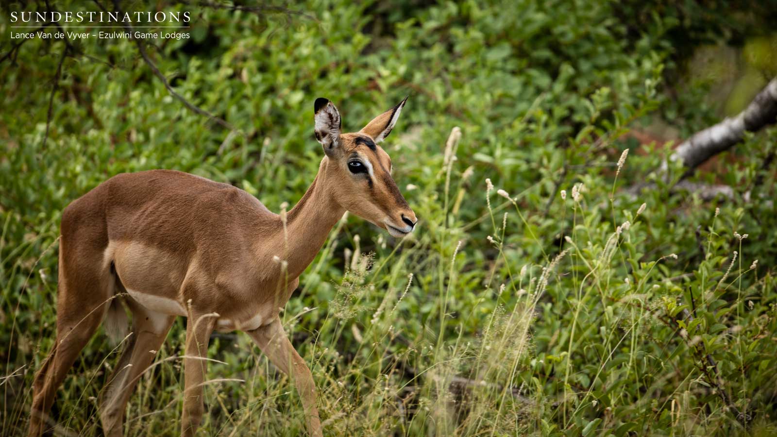 Impala at Ezulwini Impala at Ezulwini