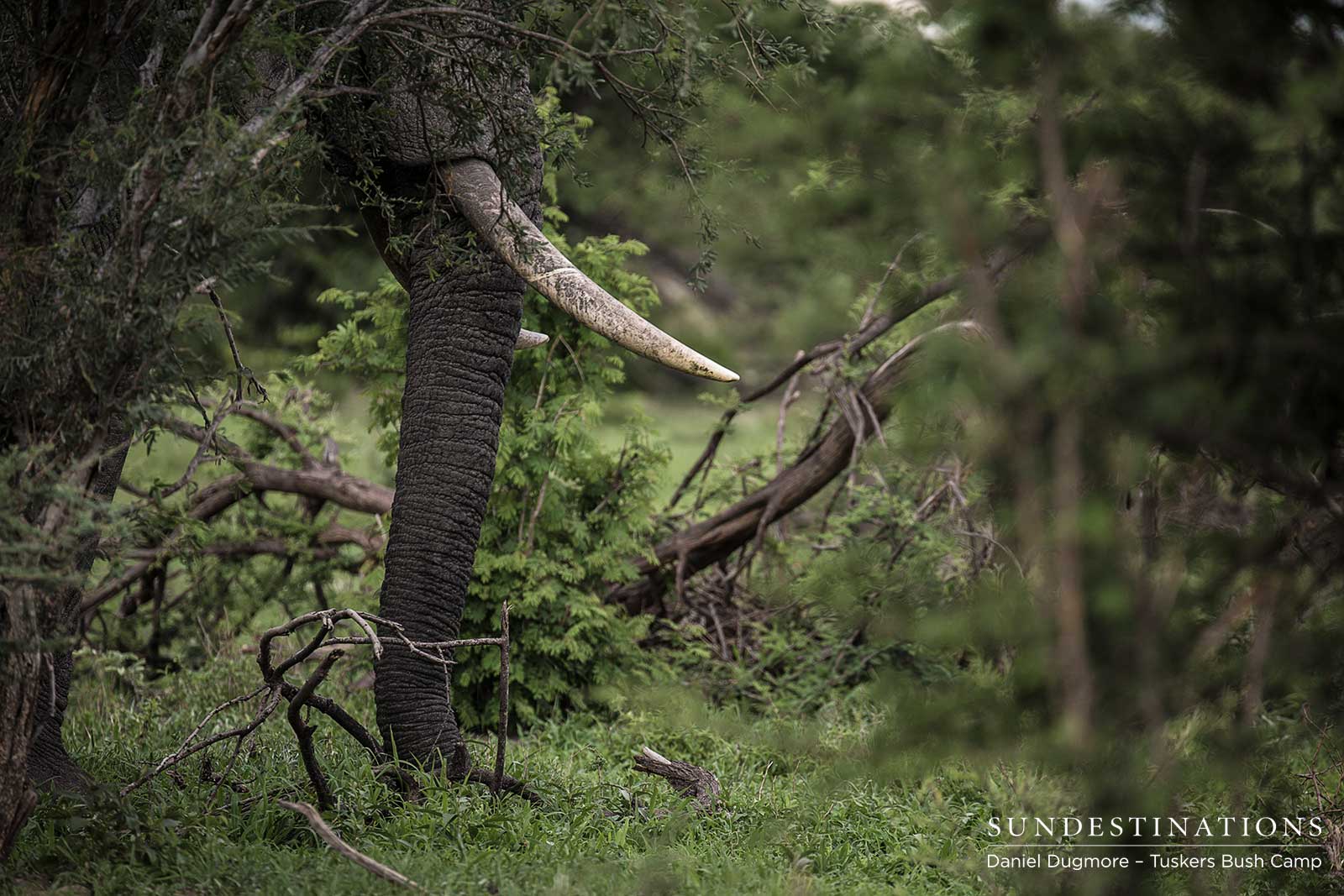Elephant at Tuskers Bush Camp Elephant at Tuskers Bush Camp