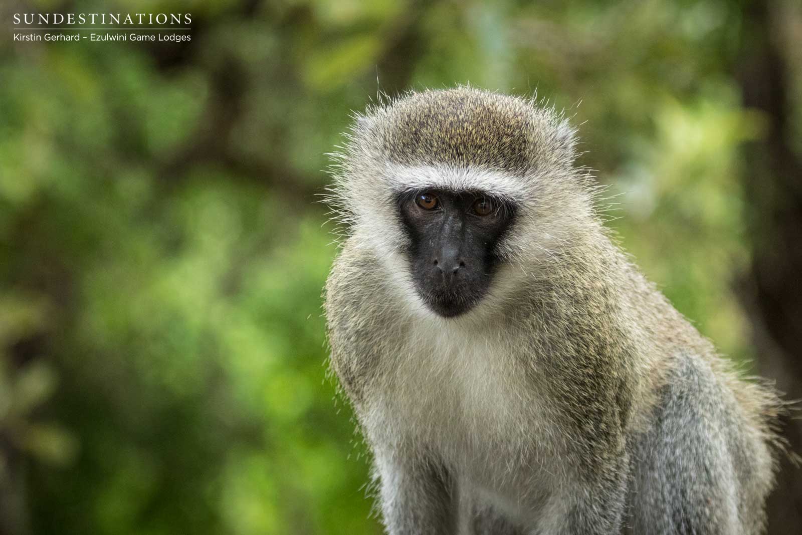 Vervet Monkey Ezulwini Vervet Monkey Ezulwini
