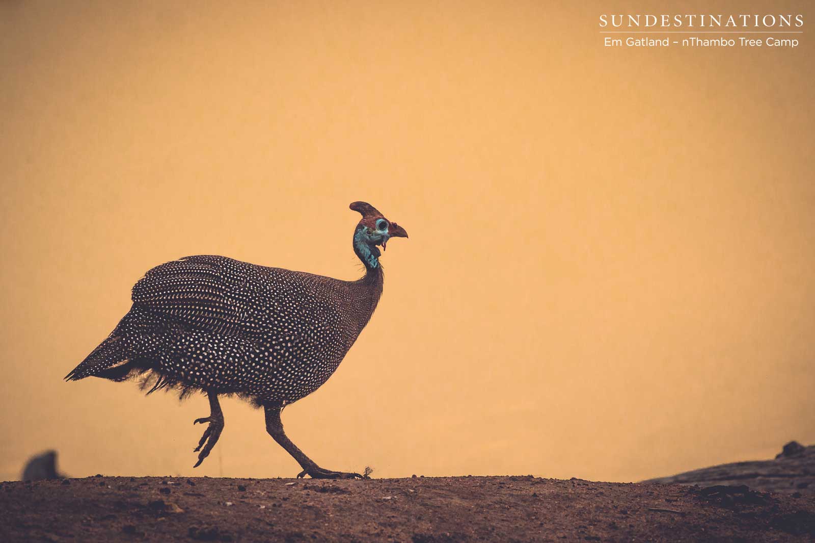 Guinea Fowl nThambo Tree Camp Guinea Fowl nThambo Tree Camp