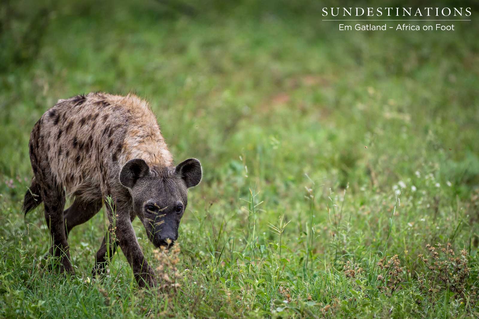 Hyena Africa on Foot Hyena Africa on Foot