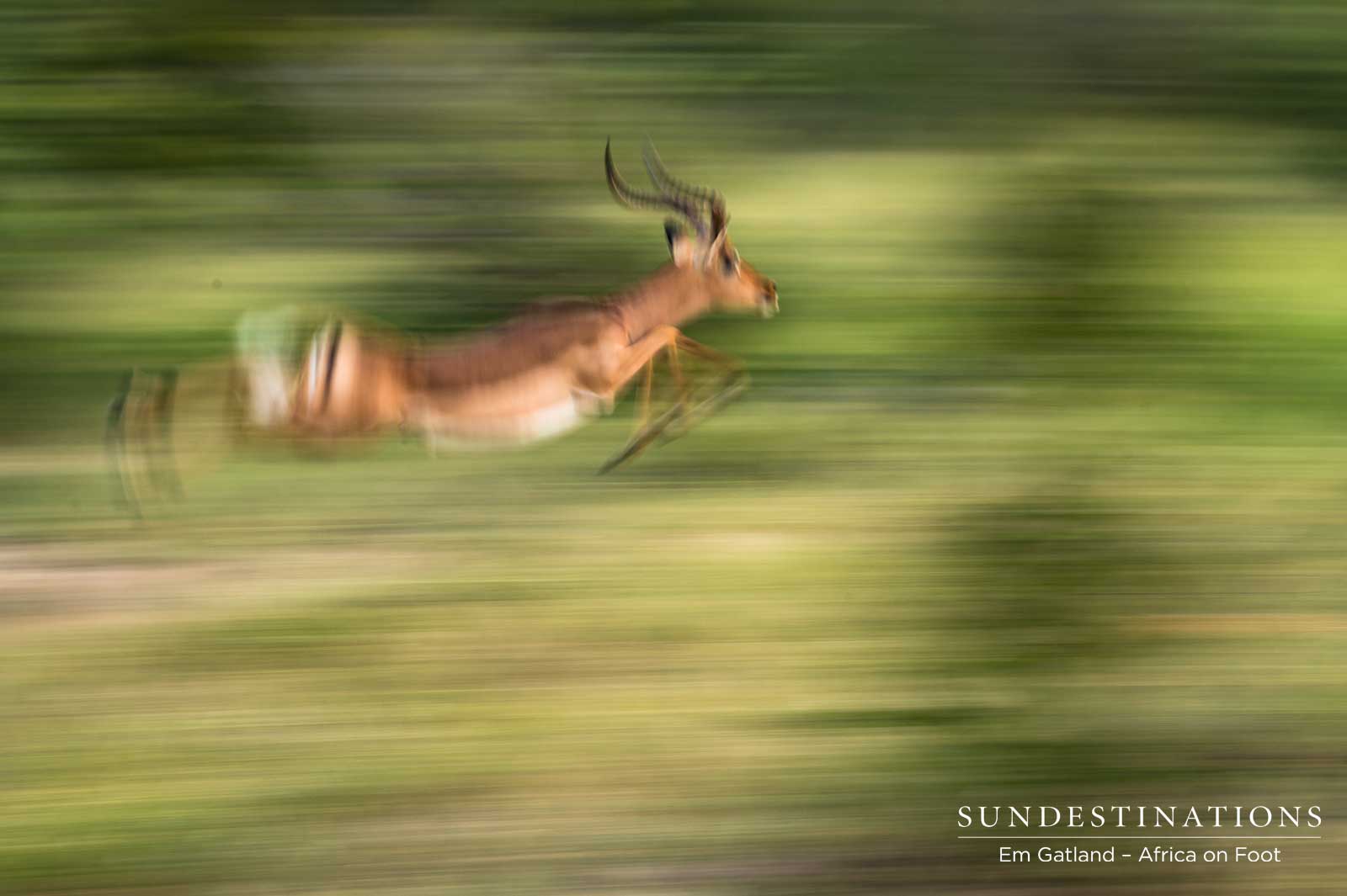 Impala Ram in Motion Impala Ram in Motion