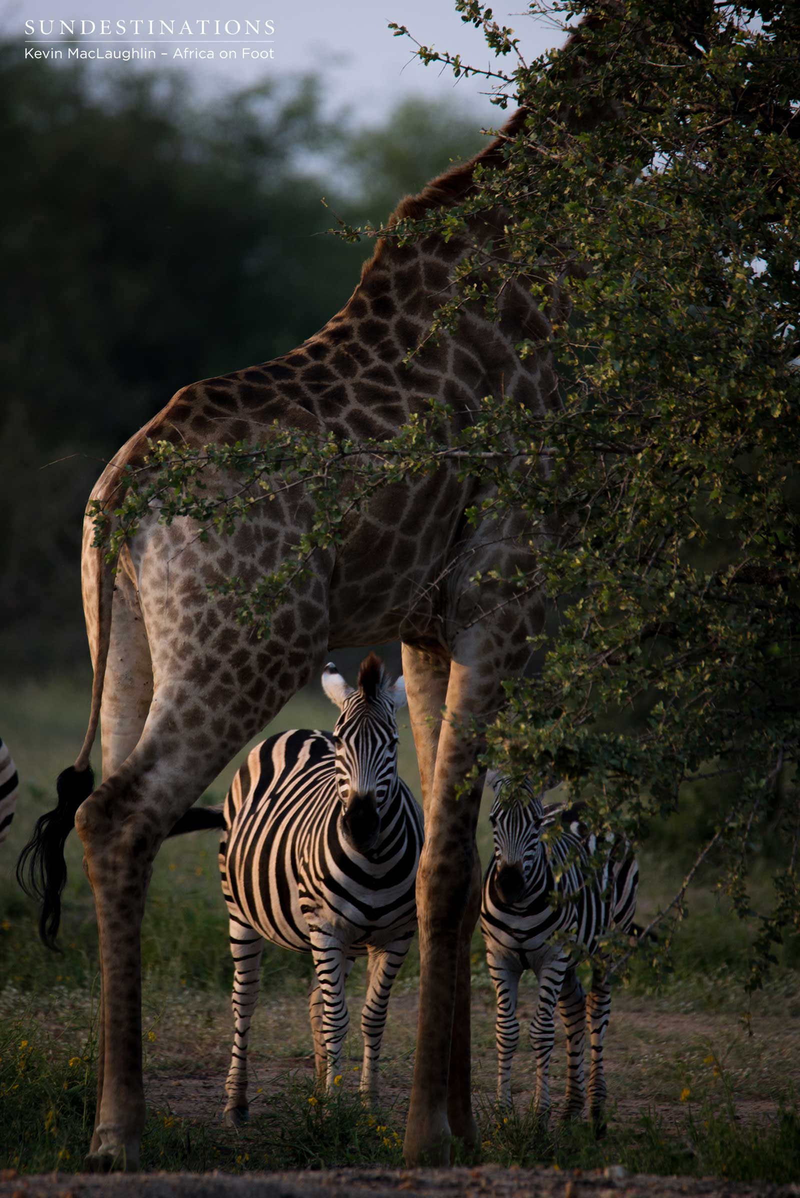 Africa on Foot Giraffe Africa on Foot Giraffe