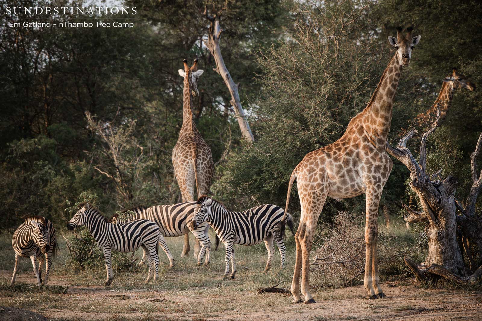 nThambo Plains Game nThambo Plains Game
