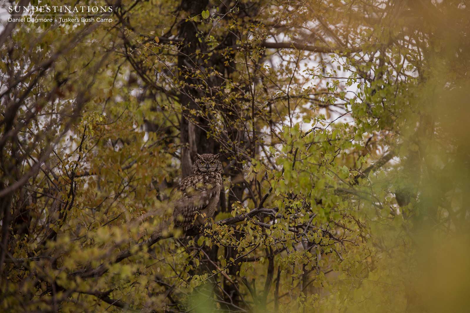 Spotted Eagle Owl Tuskers Bush Camp Spotted Eagle Owl Tuskers Bush Camp