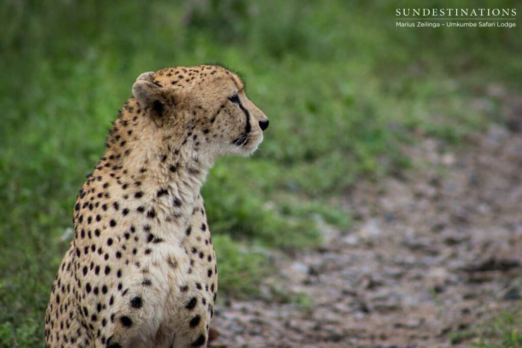 Cheetah at Umkumbe